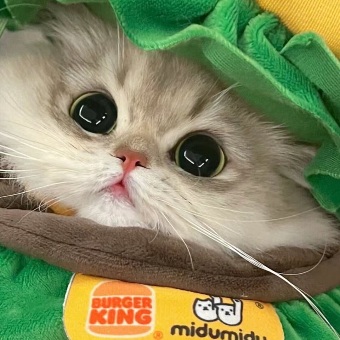 qq_懒懒猫✨93