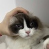 开膛手杰克-LSPosed中文网