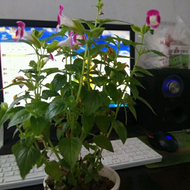 菠萝
