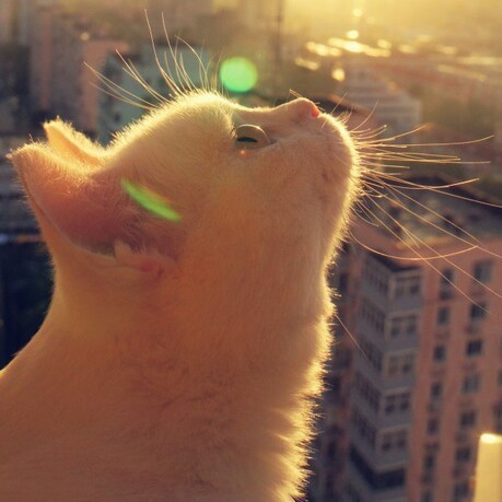 此用户已成仙besos