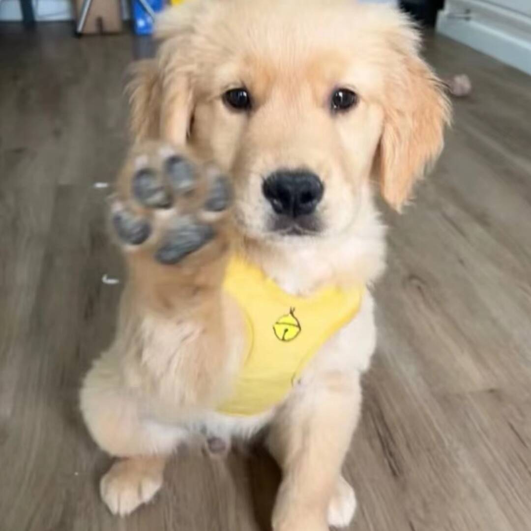 qq_憨憨69
