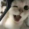 好几只猫-【TITAIKE】T太科网