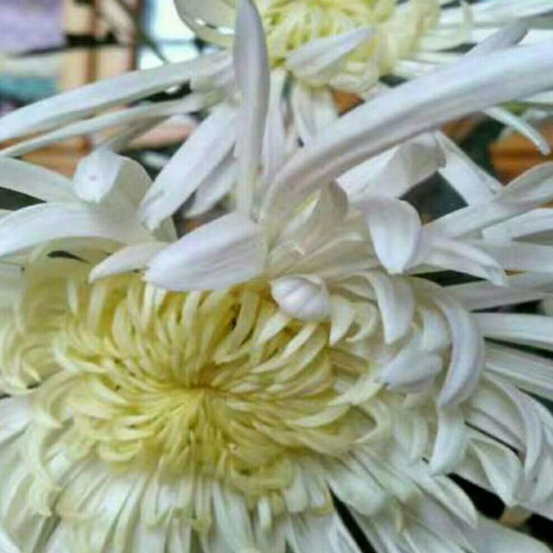 qq_菊花22