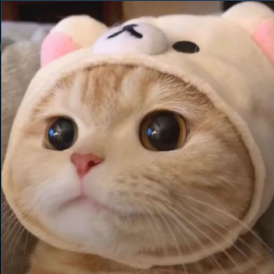 qq_喵喵喵？43