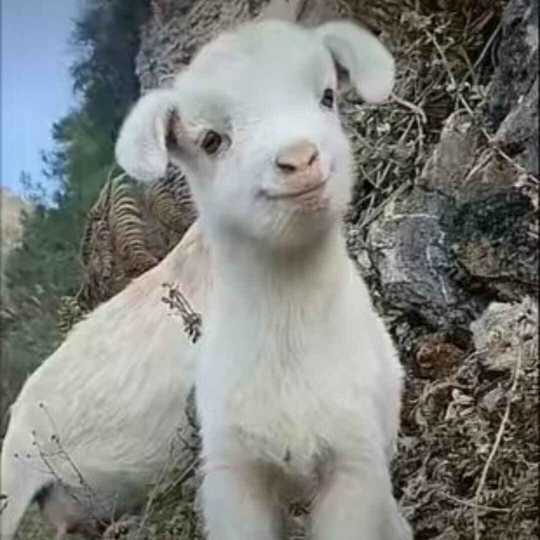 qq_卡卡大帝98