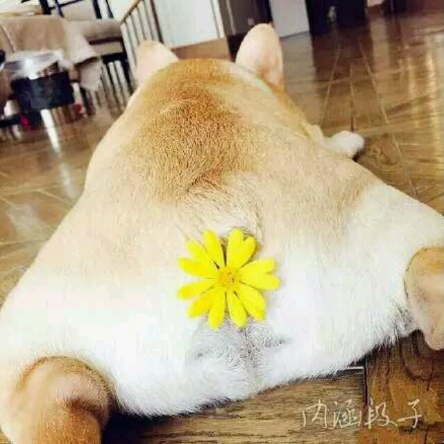 qq_不想张大29