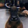 小猫小狗小小猫-方块星球 - 我的世界论坛