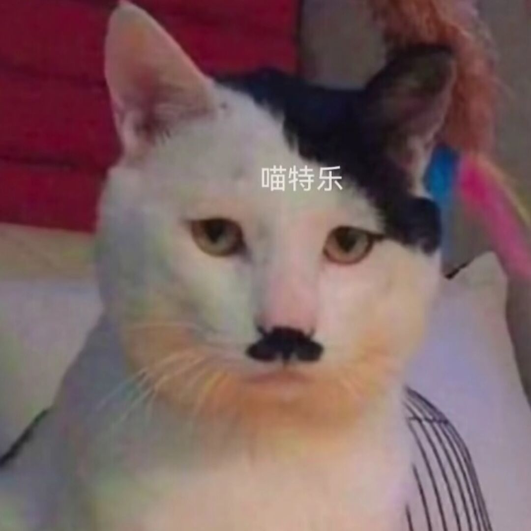 qq_阿道咪-希特猫75