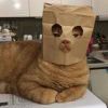 小猫偷吃小鱼干-【TITAIKE】T太科网