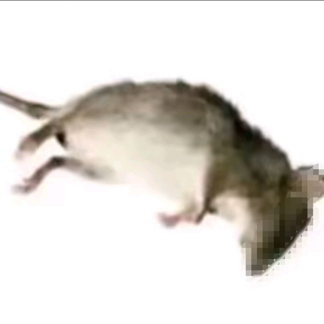 qq_薄荷冷冷16