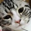 青石小巷-【TITAIKE】T太科网