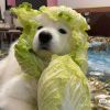 凌里生华-【TITAIKE】T太科网