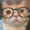 catlim-【TITAIKE】T太科网