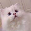 wcat-【TITAIKE】T太科网
