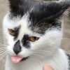 FanGe-【TITAIKE】T太科网