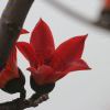 青锋剑
