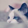 爱吃土豆的猫-【TITAIKE】T太科网
