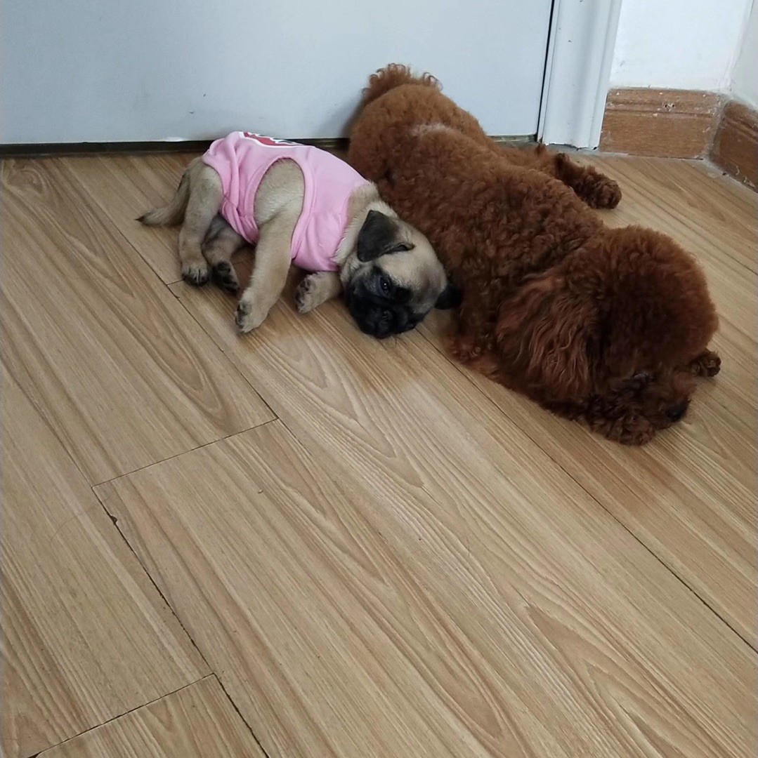 qq_草丛43