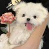 mmmmiuiii-【TITAIKE】T太科网
