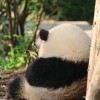 liu137762376-优享云博客