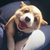 EdrawMax user profile image