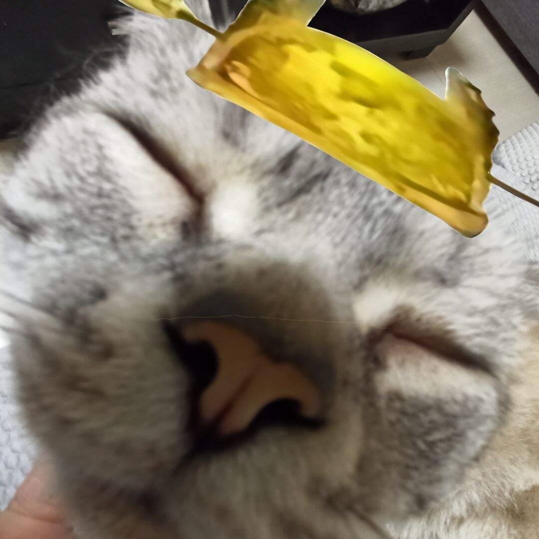 qq_皇帝喵14