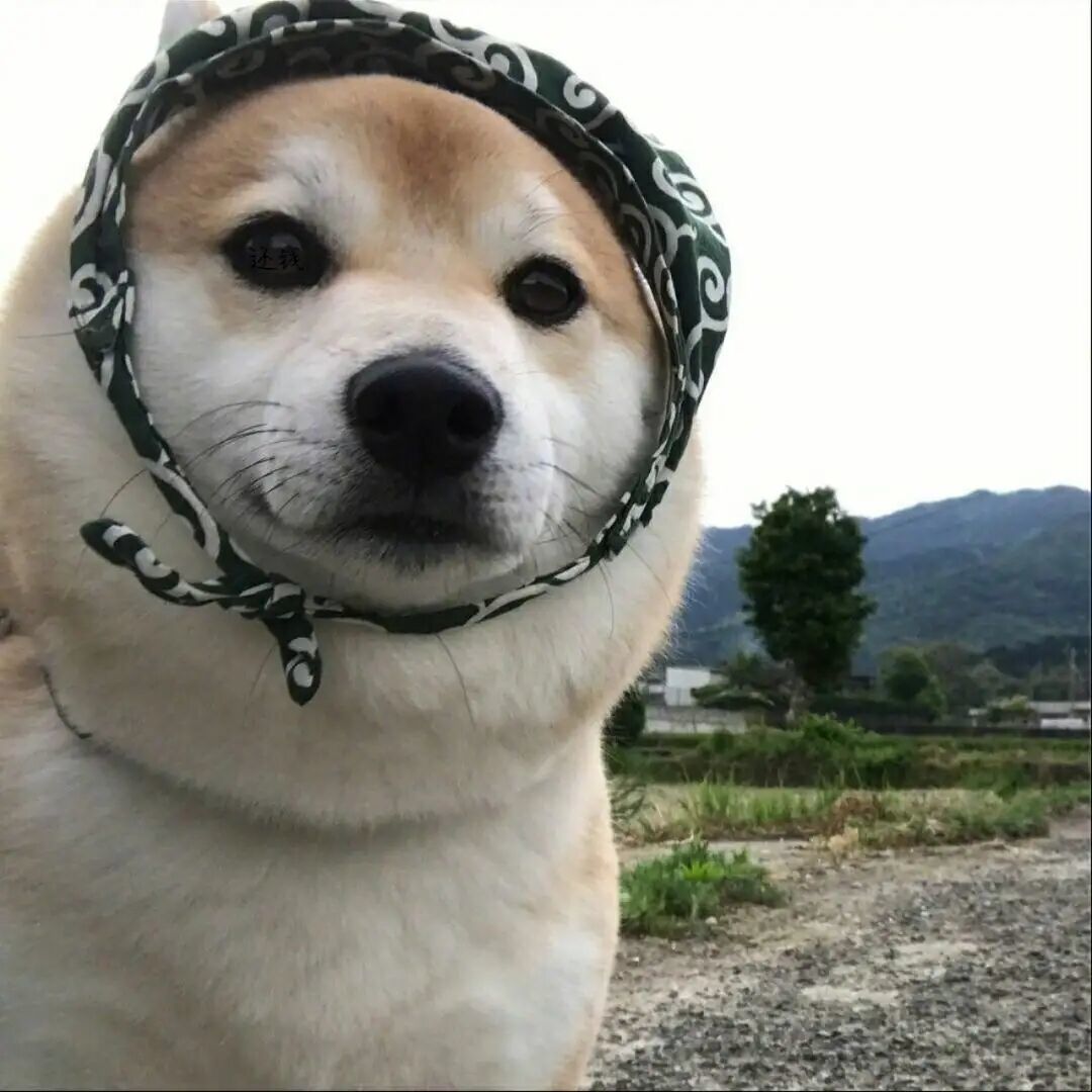 qq_旺旺53