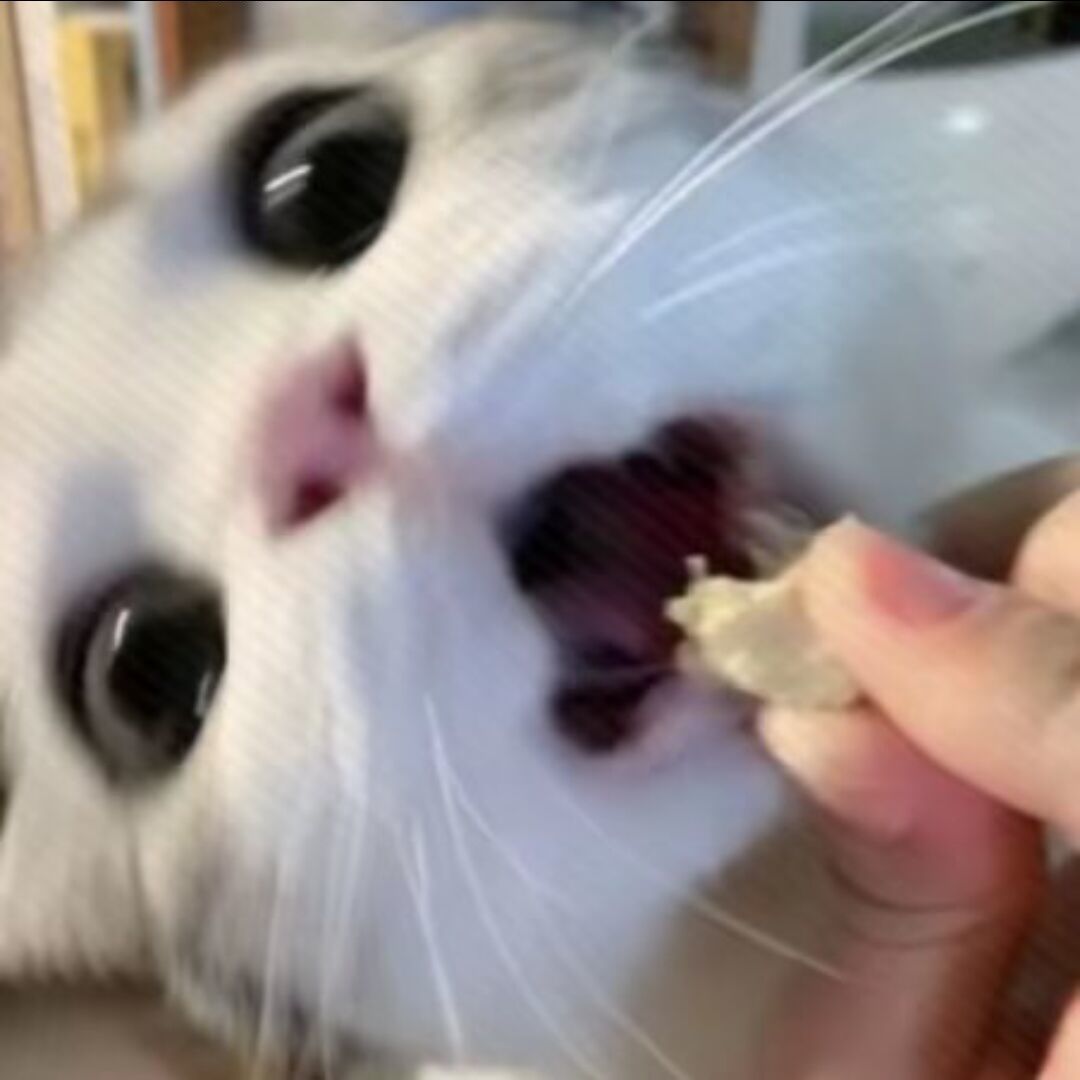 qq_旧林81