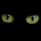 黑猫