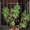 gsd909-【TITAIKE】T太科网
