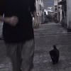 pigeon-【TITAIKE】T太科网