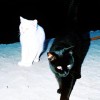Snow