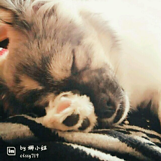 qq_坦克是条狗26