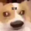 YiHen-【TITAIKE】T太科网