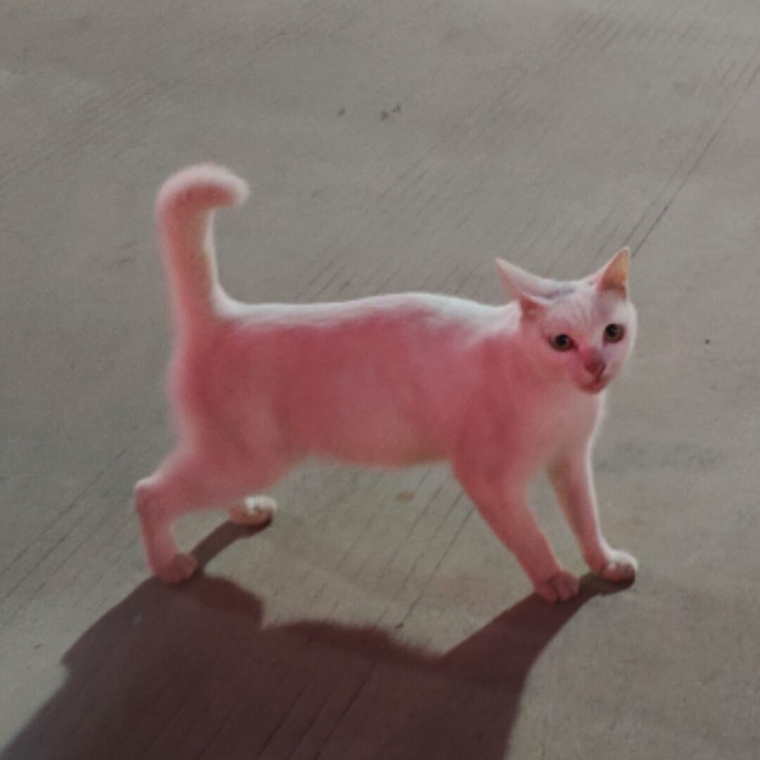 旋转跳跃的墨菲