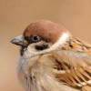 Sparrow-【TITAIKE】T太科网