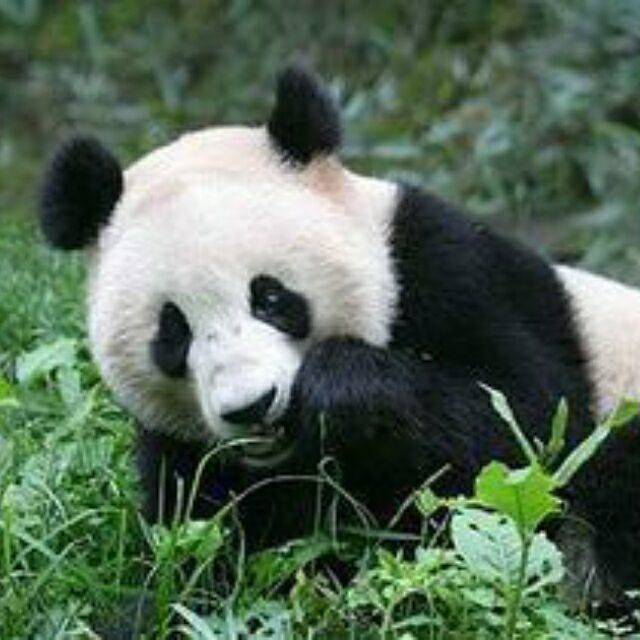 qq_熊猫96