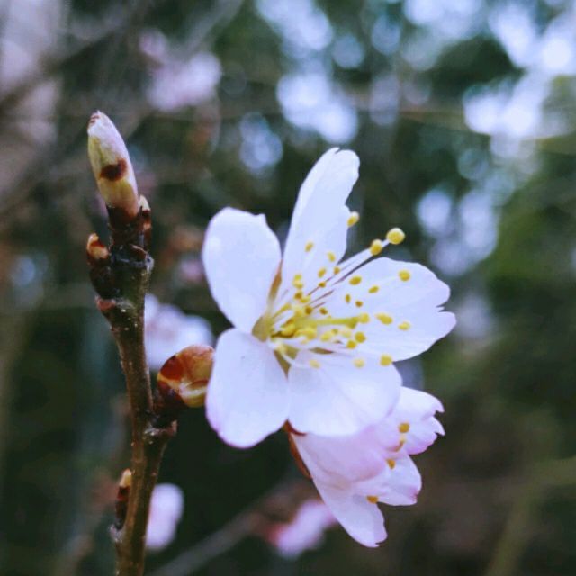 蓝小月