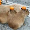 Capybara-nowroot