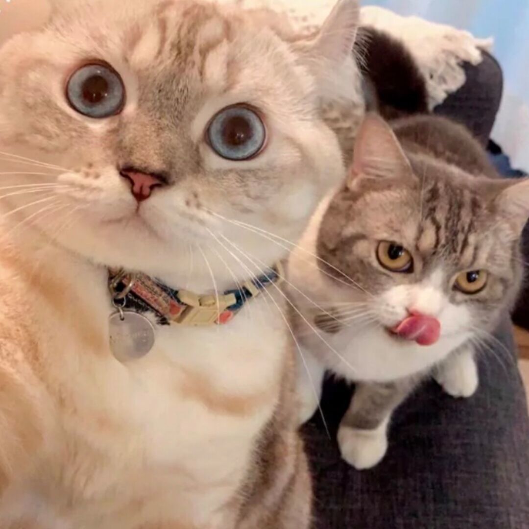 qq_负重前行96