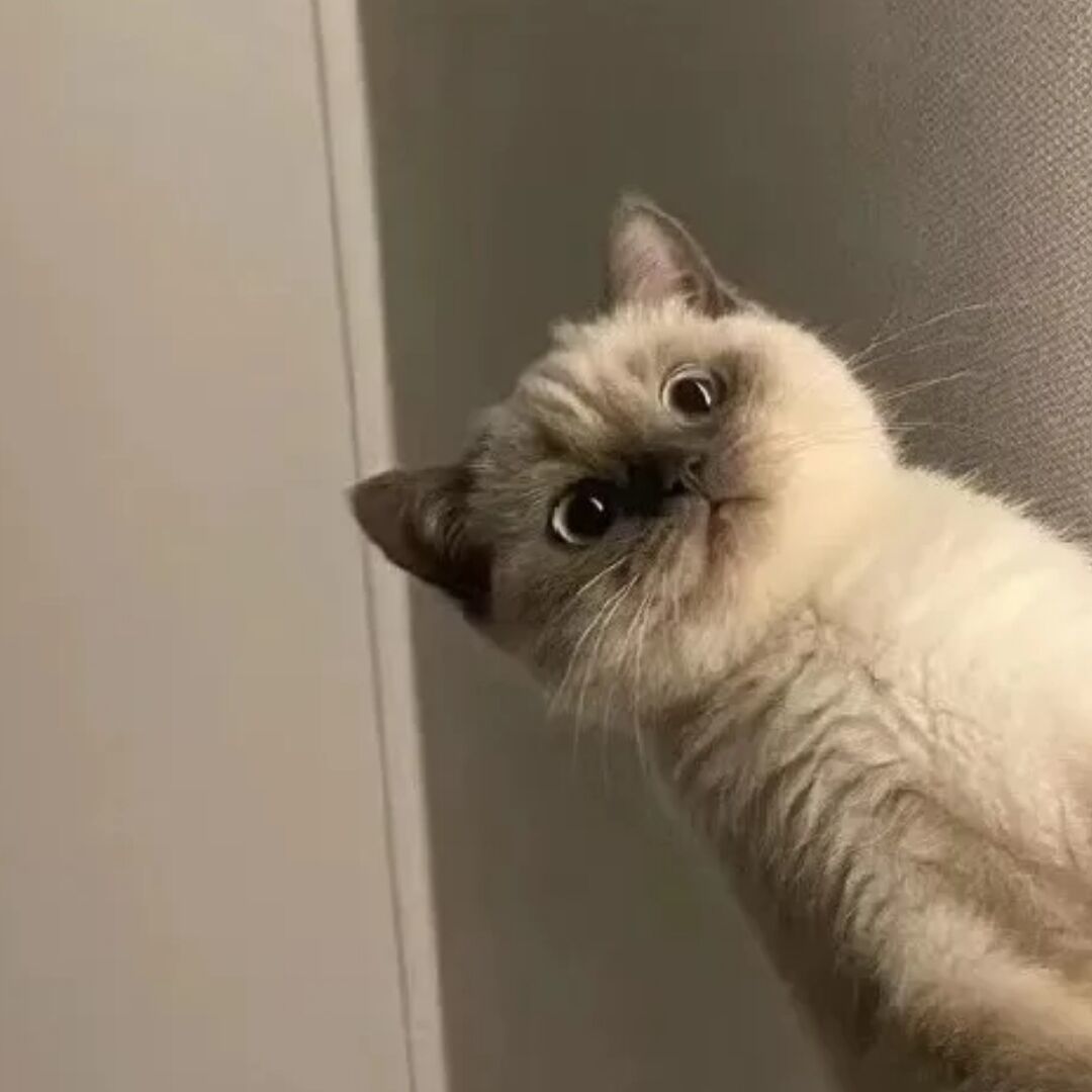 qq_待我苦尽甘来23