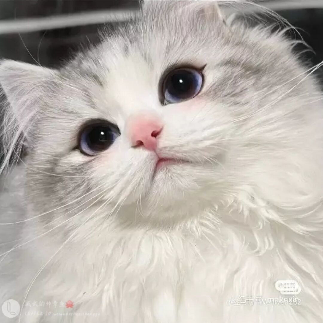 qq_wing20