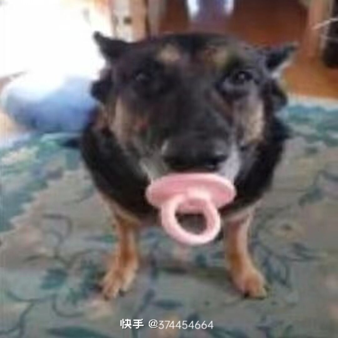 qq_葫芦子39