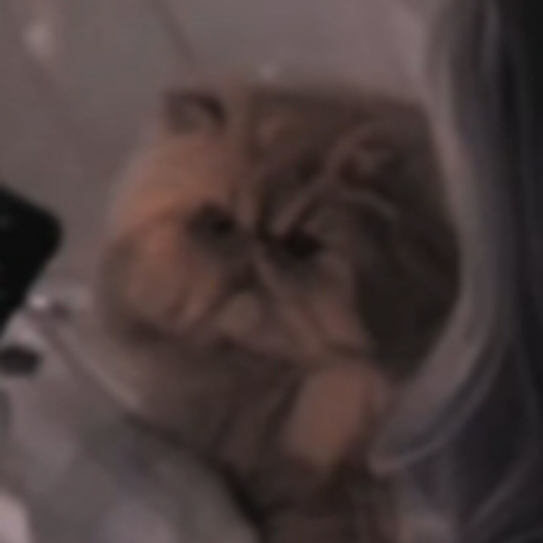 qq_奶奶猫36