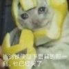 dogdogdog-【TITAIKE】T太科网
