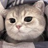 Miku520-【TITAIKE】T太科网