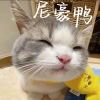 be a cat-【TITAIKE】T太科网
