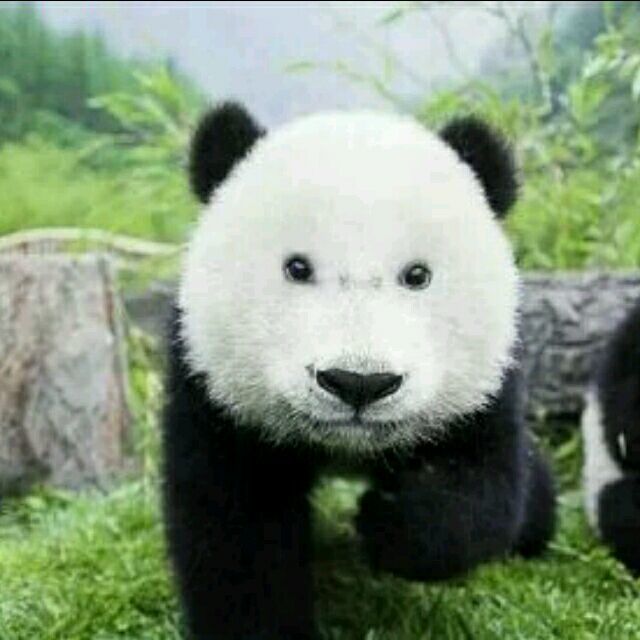 qq_不会游泳的鱼♚61