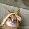 不要叫醒我-【TITAIKE】T太科网