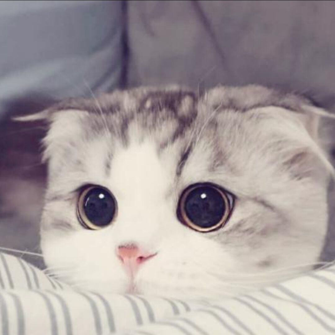 qq_✘55